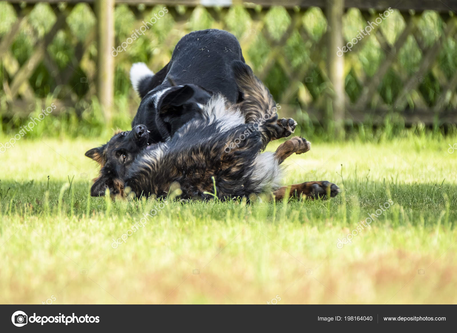 Chien De Berger Allemand Se Battre Avec Bouvier Bernois