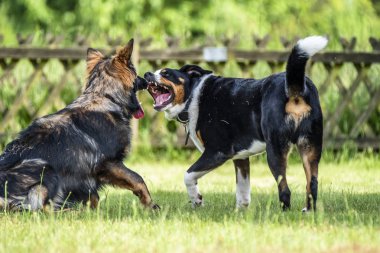 Alman çoban köpek Bernese dağ köpeği ile mücadele