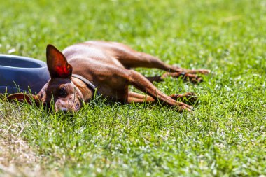 Minyatür pinscher bown bir sıcak yaz gününde besleme yanındaki dinlenme