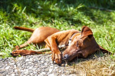 Minyatür pinscher kaldırım ve yeşil çim arasında dinlenme
