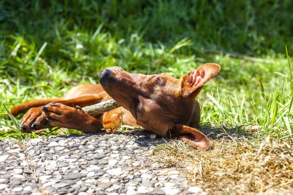 Pinscher in miniatura a riposo tra pavimentazione e prato verde — Foto Stock