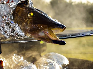 Fresh pike coiled in aluminium foil on barbecue clipart