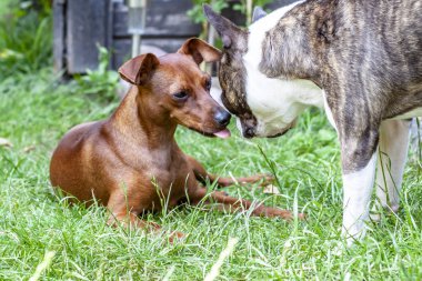 Minyatür pinscher pug köpek yeşil ile oynarken