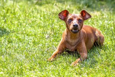 Güzel minyatür pinscher yeşil oturan portresi