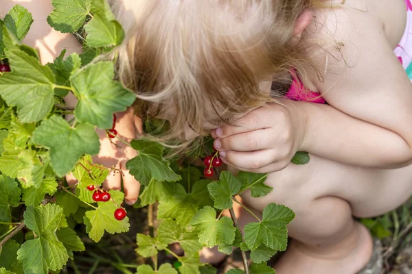 Liten flicka plocka mogna bär av krusbär i trädgården — Stockfoto