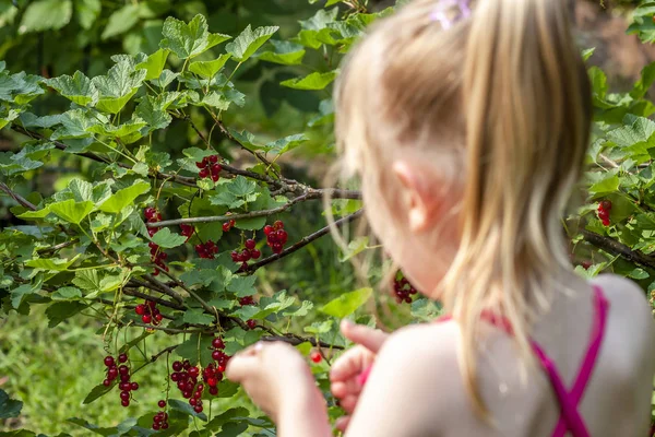 Liten flicka plocka mogna bär av krusbär i trädgården — Stockfoto