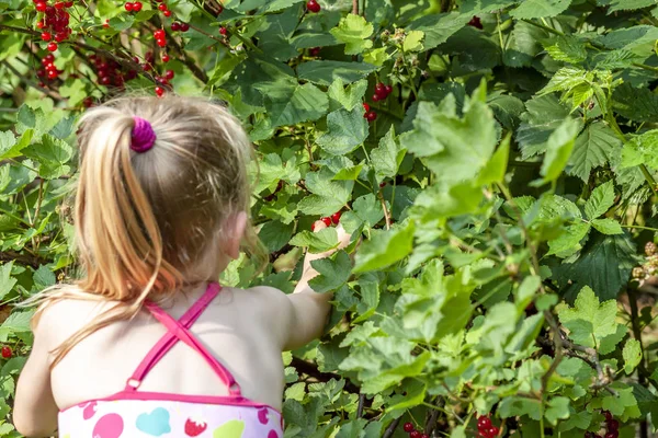 Kleines Mädchen pflückt reife Beeren der Stachelbeere im Garten — Stockfoto