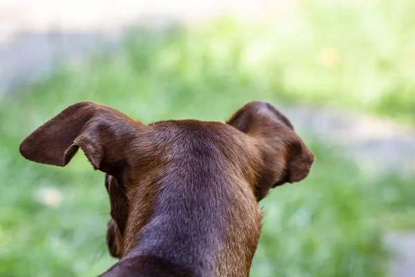 Pies Pinczer miniaturowy patrząc do zielonego — Zdjęcie stockowe