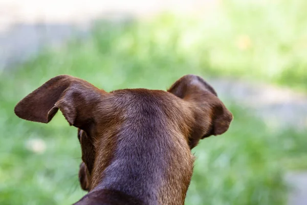 Chien miniature Pinscher regardant vers le vert — Photo