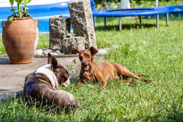 Kis méretű pinscher játszó mopszli kutya a zöld — Stock Fotó