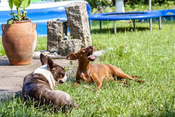 Pinczer miniaturowy, grając z Mops pies na zielono — Zdjęcie stockowe