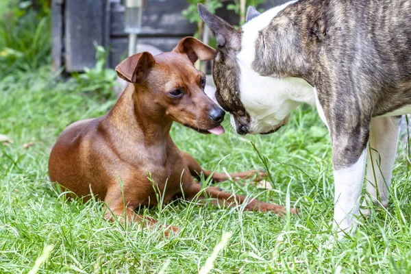 Minyatür pinscher pug köpek yeşil ile oynarken — Stok fotoğraf