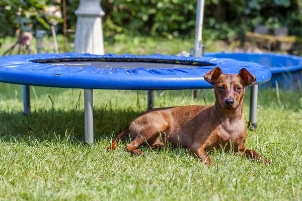 Ritratto di bellissimo pinscher in miniatura seduto sul verde — Foto Stock