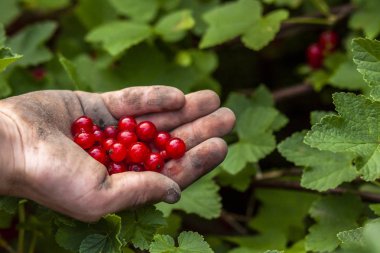 Frenk üzümü çilek genç çocuğun elinde