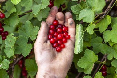 Frenk üzümü çilek genç çocuğun elinde