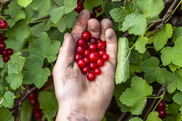 Frenk üzümü çilek genç çocuğun elinde