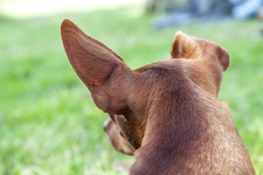 Minyatür pinscher bir şey festival süresince gözlem
