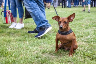 Minyatür pinscher çimenlerin üzerine oturmuş ve seyir