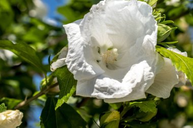Hibiscus rosa sinensis kar tanesi Hibiscus, Ayakkabı çiçek, Çin gül, Rosa ebegümeci 
