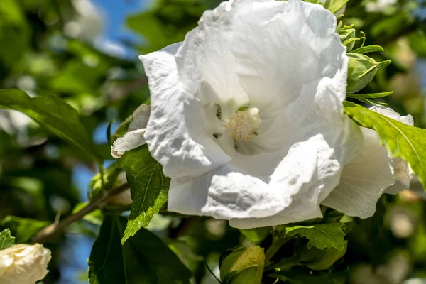 Hibiscus rosa sinensis Copo de nieve Hibiscus, Flor del zapato, Rosa china, Rosa malva — Foto de Stock