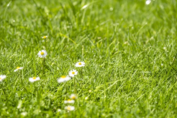 模糊的绿色夏天背景与雏菊花和绿色草和水滴飞行 — 图库照片