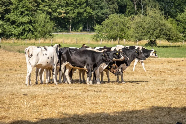 Корова черно-белой породы, стоящая на поле сухой травы — стоковое фото