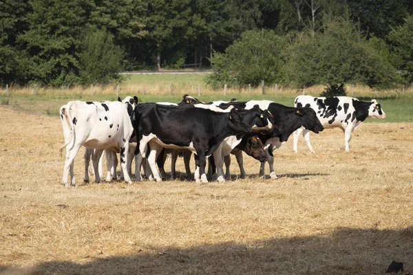 Корова черно-белой породы, стоящая на поле сухой травы — стоковое фото