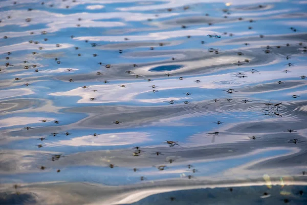 Ένα σμήνος κουνουπιών ενάντια στο σκηνικό μιας λίμνης — Φωτογραφία Αρχείου