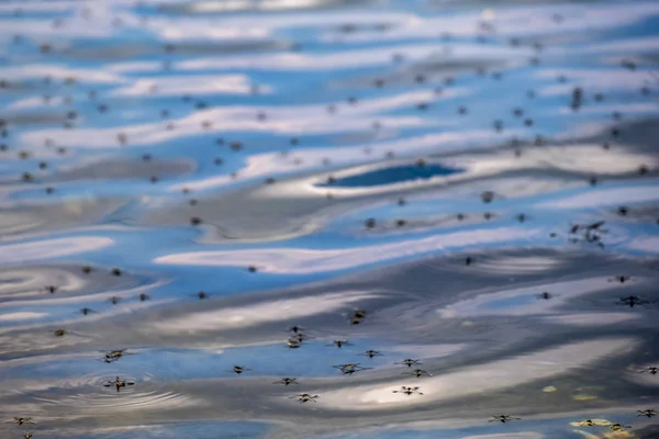 Uno sciame di zanzare sullo sfondo di un lago — Foto Stock