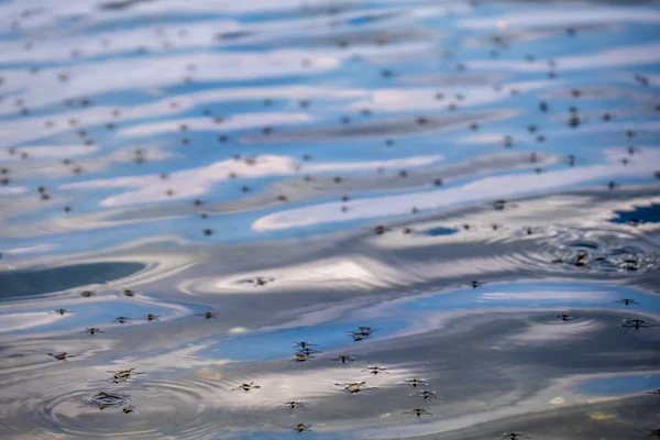 Ένα σμήνος κουνουπιών ενάντια στο σκηνικό μιας λίμνης — Φωτογραφία Αρχείου