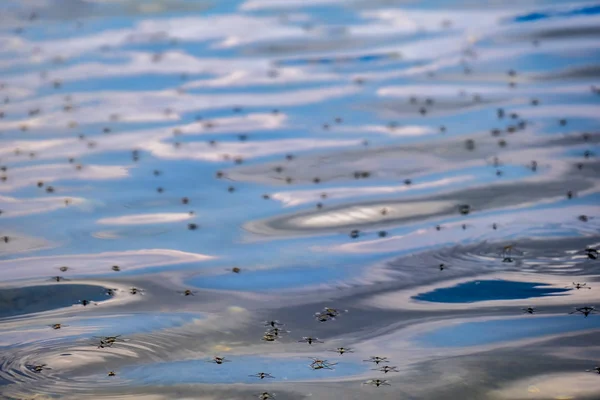 Egy raj a szúnyogok ellen, a hátteret, egy tó — Stock Fotó