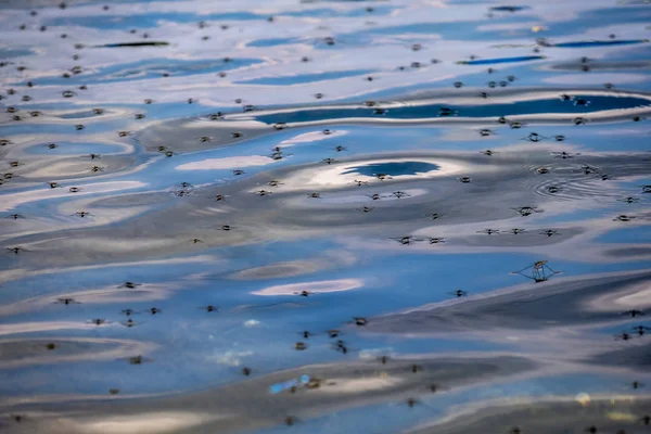 Uno sciame di zanzare sullo sfondo di un lago — Foto Stock