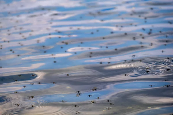 Uno sciame di zanzare sullo sfondo di un lago — Foto Stock