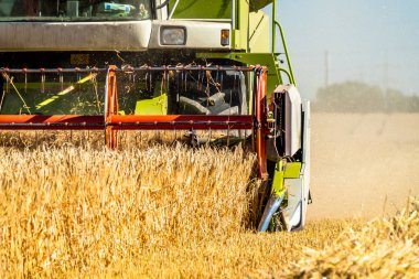 Buğday hasat hasat birleştirmek