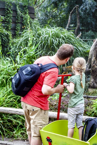Apa elmagyarázza lánya majmok az állatkertben — Stock Fotó
