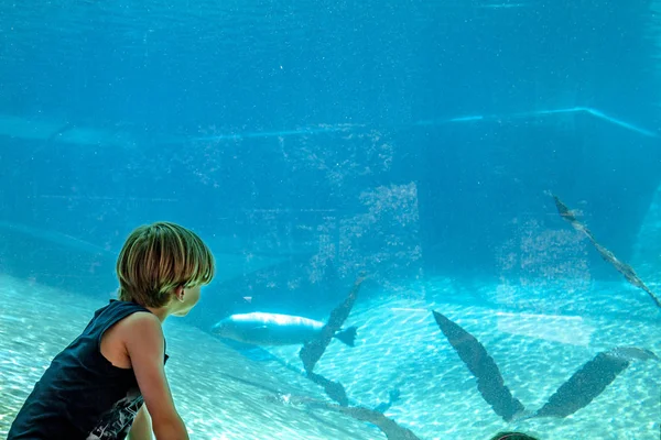 Silhouette di un ragazzo che guarda guarire nell'acquario — Foto Stock