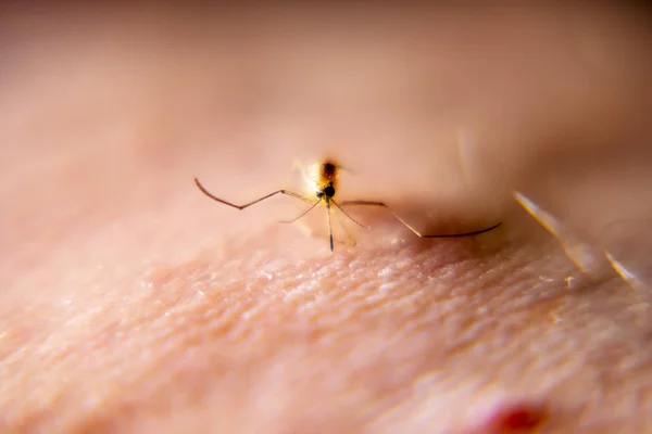 Primer plano de mosquitos chupando sangre de la piel humana — Foto de Stock