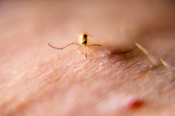 Primer plano de mosquitos chupando sangre de la piel humana — Foto de Stock