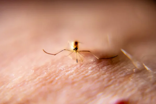 Primer plano de mosquitos chupando sangre de la piel humana — Foto de Stock