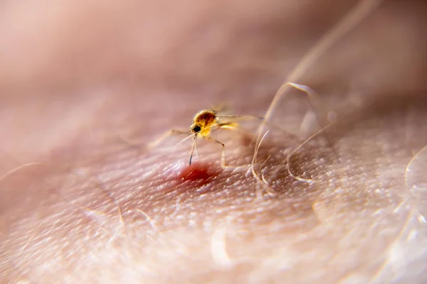 人間の皮膚から血を吸っている蚊のクローズ アップ — ストック写真