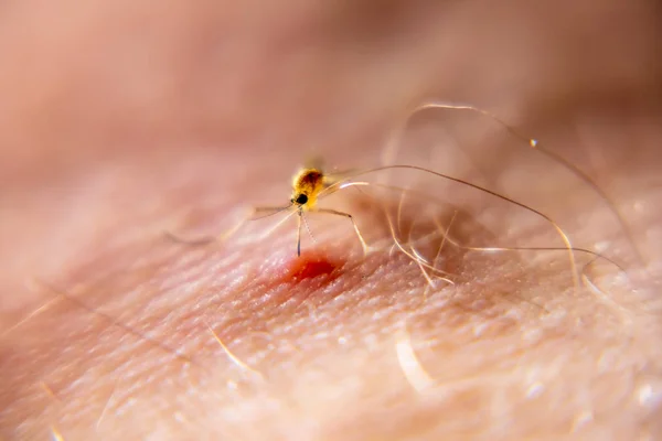 인간의 피부에서 피를 빠는 모기의 클로즈업 — 스톡 사진
