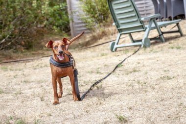 Genç minyatür Pinscher Kuru Çim üzerinde kahverengi.