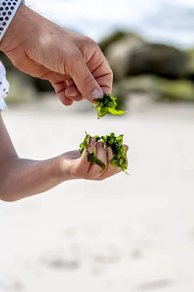 Petite fille tenant des algues à la plage — Photo