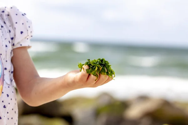Niña sosteniendo algas en la playa — Foto de Stock