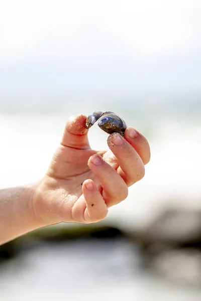 Little girl holding shell at the beach — Stock Photo, Image