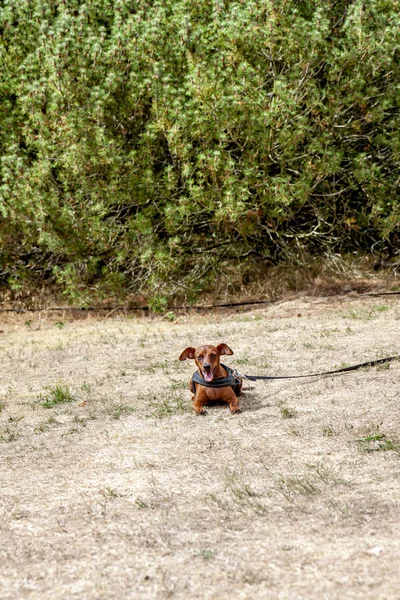 Fiatal barna törpe Pinscher, a száraz fű — Stock Fotó