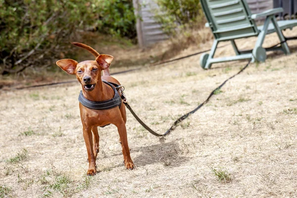 Fiatal barna törpe Pinscher, a száraz fű — Stock Fotó