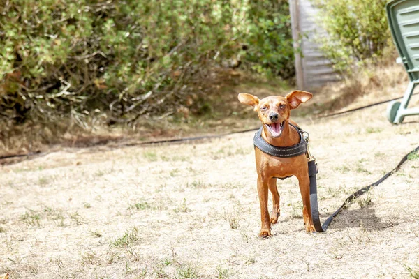 Fiatal barna törpe Pinscher, a száraz fű — Stock Fotó