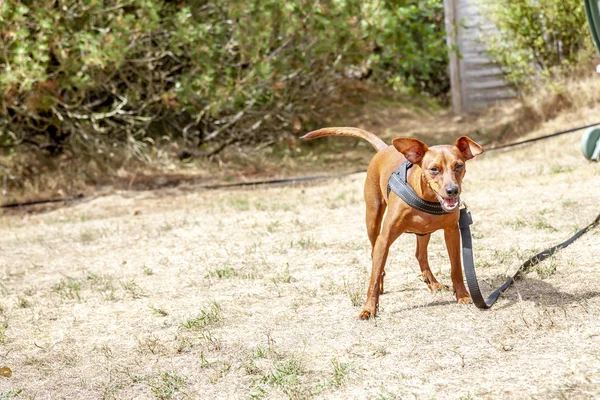 Fiatal barna törpe Pinscher, a száraz fű — Stock Fotó