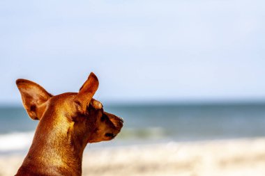 Minyatür pinscher plajda ne olup bittiğini gözlemlemek